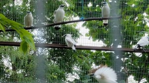 Burung Curik Bali Dijadikan Ikon Pariwisata di Bali Bagian Barat