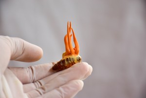 Mengenal Cordyceps Jamur Pencetak Zombi di Film The Last of Us