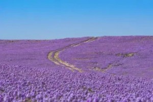Fenomena Baru di Arab Saudi, Gurun Jadi Padang Bunga Lavender