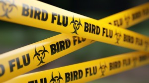 Kasus Flu Burung Ditemukan di Asia Tenggara, Masyarakat Diminta Waspada