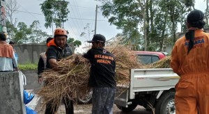 Tumbuhan Lereng Gunung Merapi Terpapar Abu Vulkanik, Indonesia Care Bagikan Pakan Ternak