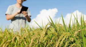 Pemerintah Tetapkan HPP Gabah Rp5.000, PKS: Petani Masih Rugi