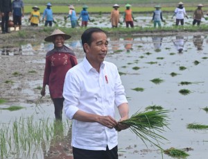 Tanam Padi di Tuban, Jokowi Minta Petani Gunakan Pupuk Organik
