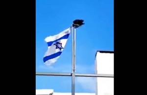 Viral Burung Gagak Turunkan Bendera Israel dari Tiang
