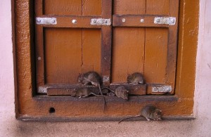 Paris Diinvasi Tikus, Wali Kota Minta Warga Hidup Berdampingan