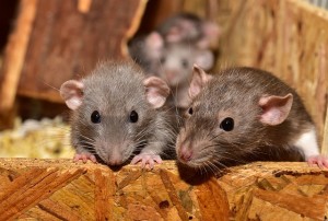 Hati-hati, 7 Penyakit Berbahaya Disebabkan oleh Tikus