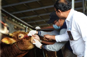 Idul Adha 2023, SIG Salurkan 489 Hewan Kurban di 20 Provinsi