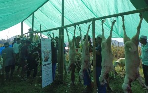 Mengintip Kebahagiaan Penyintas Gempa Cianjur Terima Hewan Kurban