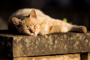 Telantarkan Hewan di Bawah Terik Matahari Jadi Tindakan Kriminal di Saudi