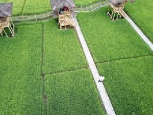 Presiden Tegaskan Proyek Food Estate Kolaborasi Kementerian Antisipasi Krisis Pangan