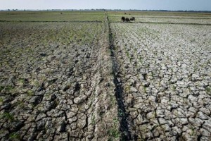 Kemarau Panjang dan Polusi Udara, Umat Islam Diimbau Gelar Salat Istisqa'