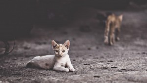 Jangan Percaya Mitos, Lakukan Ini Jika Tabrak Kucing