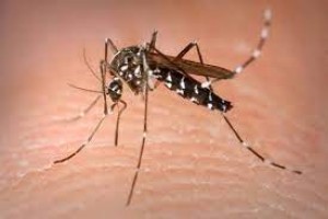 Nyamuk Wolbachia Penangkal Aedes Aegypti Jadi Perdebatan, Ini Penjelasan Ahli