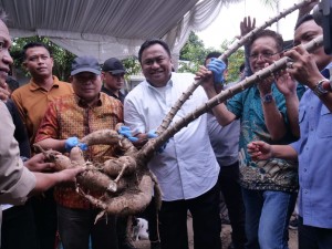 Rachmat Gobel Sukses Panen Singkong 30 Kg Per Batang