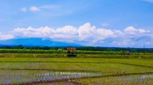 Isu Ketahanan Pangan Harus jadi Prioritas Kebijakan Para Calon Pemimpin Bangsa