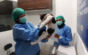 Operasi Sterilisasi untuk Kurangi Populasi dan Jaga Kesehatan Kucing