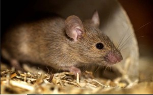 Puncak Musim Hujan Tiba, Waspadai Penyakit Leptospirosis