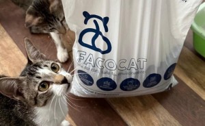 Cat Lovers, Kini Ada Pasir Kucing yang Ramah Lingkungan