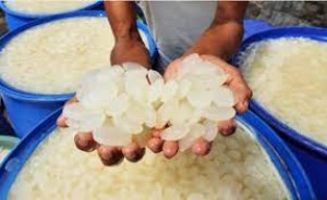 Agar Tarawih Lancar, Penderita Radang Sendi Disarankan Mengonsumsi Buah Kolang-Kaling