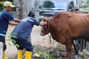 Idul Adha 1445 H, PT Jasamarga Transjawa Tol Salurkan 54 Hewan Kurban