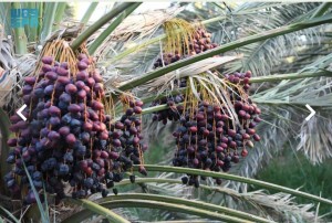 Petani Madinah Sedang Panen Kurma