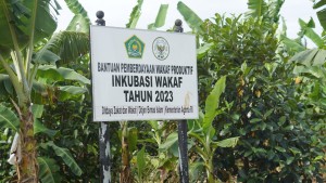 Pesantren An-Najah Tanah Laut Manfaatkan Lahan Wakaf untuk Budidaya Pisang Cavendish