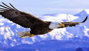 Belajar Wisdom dari Burung Elang: Terbang Tinggi, Bermain Main, Dan Hemat Energi