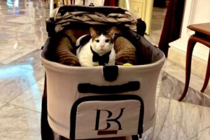 Segini Harga Stroller Bobby Kertanegara, The Real Kucing Sultan!