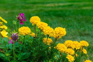 Banyak Cicak di Rumah? Usir dengan 10 Tanaman Hias Ini!