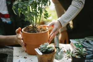 Mau Mulai Berkebun? Intip 9 Tips dari Pakar, Bikin Menanam Jadi Mudah!