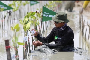 Jaga Bumi Lestari, Telkomsel Tanam 10.600 Mangrove Hasil Donasi Poin Pelanggan