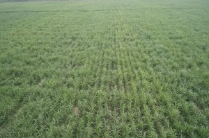 Dukung Swasembada Gula 2028, PTPN I Regional 5 Kebun Kalitelepak Banyuwangi Tingkatkan Produksi Tebu 31%