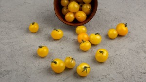 Buah Ciplukan Diburu di Luar Negeri, Miliki Banyak Manfaat Salah Satunya Obat Kanker