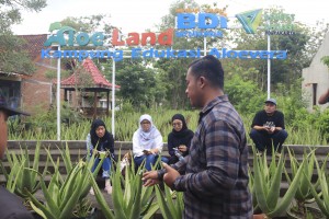 Aloe Land: Kampung Edukasi Lidah Buaya, Berdayakan Gunung Kidul