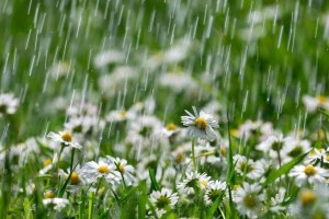 Wajib Disimak! Tips Penting Merawat Tanaman Agar Tetap Cantik dan Subur di Musim Hujan