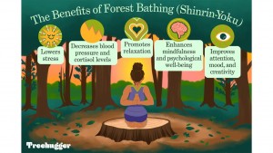 Forest Bathing, Tren Wisata Ala Gen Z untuk Mencari Ketenangan