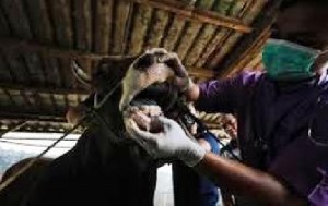 Penyakit PMK Merebak, Komisi IV DPR Desak Pemerintah Lakukan Isolasi dan Karantina