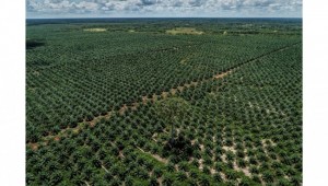 Petani Sawit Minta Pelaksanaan Perpres No 5 Tahun 2025 Dikaji Dulu Secara Mendalam