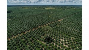 INDEF: Perlu Ada Jalan Tengah Penertiban Lahan Sawit di Kawasan Hutan