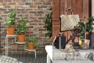 Sambut Ramadan, Segarkan Suasana Rumah dengan Tanaman Hias