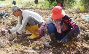 Petani Binaan LAZ di Bandung Panen 30 Ton Kentang, Keuntungan Bersih Rp30 Juta