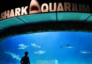 Murah Banget, Segini Harga Tiket Masuk ke Ancol di Musim Libur Lebaran 2025