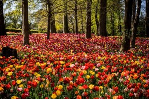 Floralia Brussels, taman tulip, Pengunjung Bisa Eksplore Keindahannya