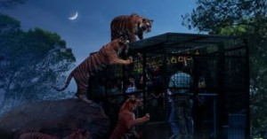 5 Fakta Unik Taman Safari Indonesia yang Kini Disorot Publik
