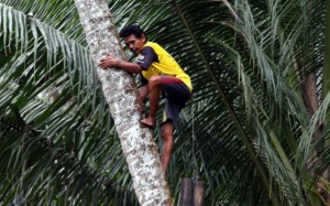 Potensi Ekspor Gula Kristal Menjanjikan, Mendes Berharap Adanya Regenerasi Penderes