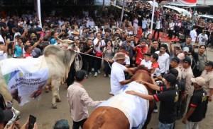 Jateng Lumbung Ternak Nasional, Ahmad Luthfi: Potensi Swasembada Ternak Bisa Terwujud