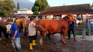 Jelang Idul Adha, BPJPH Gelar Pelatihan Menyembelih Hewan Kurban Halal di Bogor