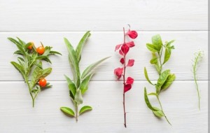 Ini Tanaman Herbal yang Bermanfaat Bagi Kesehatan dan Harus Ada di Rumah