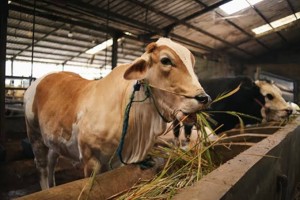 55 Daerah Dapat 2 Sapi Kurban dari Prabowo, Ini Alasan dan Pertimbangannya