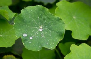 Masker Wajah dari Daun Teratai jadi Tren di China